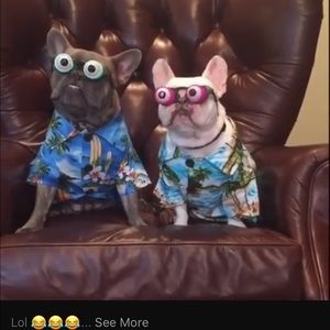 Meet your Posher, Ellen