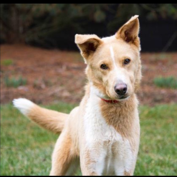 Meet your Posher, Harrison - Picture 1 of 1