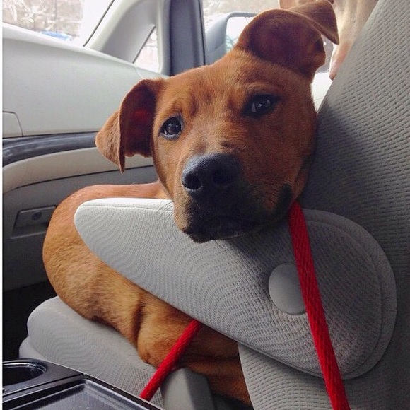 Meet your Posher, Madelyn - Picture 1 of 1