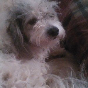 Meet your Posher, Glenna