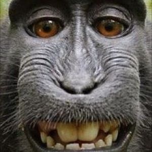 Meet your Posher, Benito