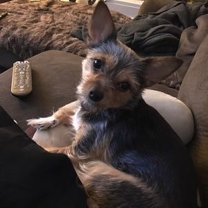 Meet your Posher, Annelise