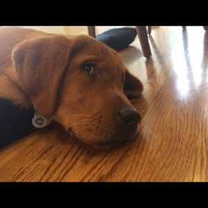 Meet your Posher, Lucy