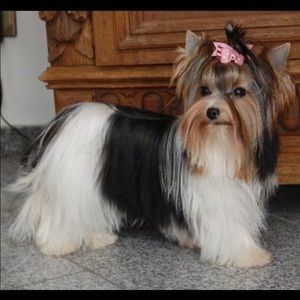 Meet your Posher, Debbie