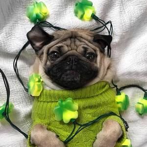 Meet your Posher, Jade