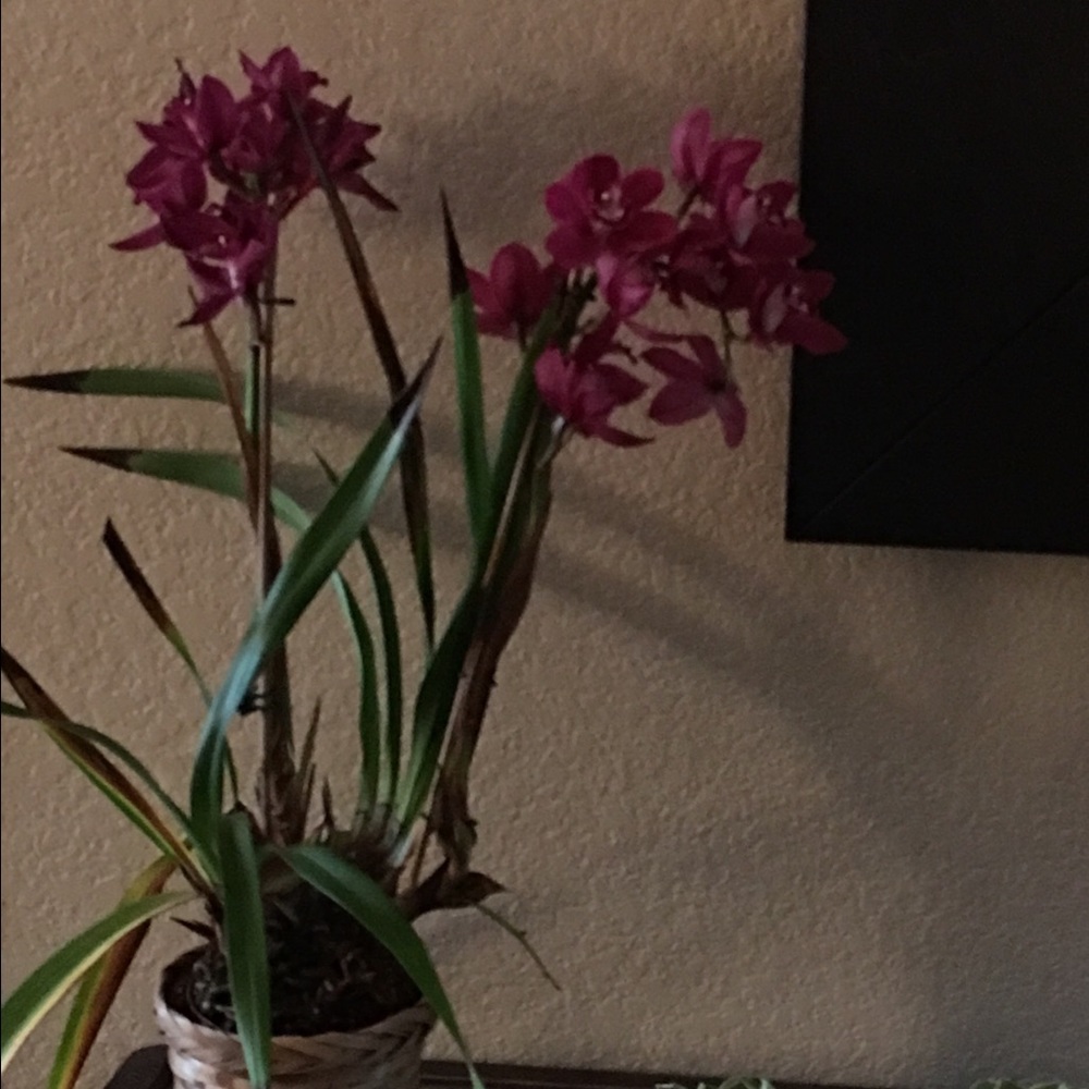 Meet your Posher, Jana