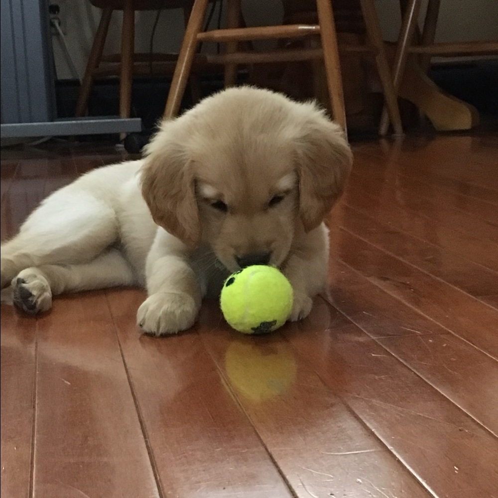 Meet your Posher, Shelby