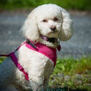 Meet your Posher, Robin