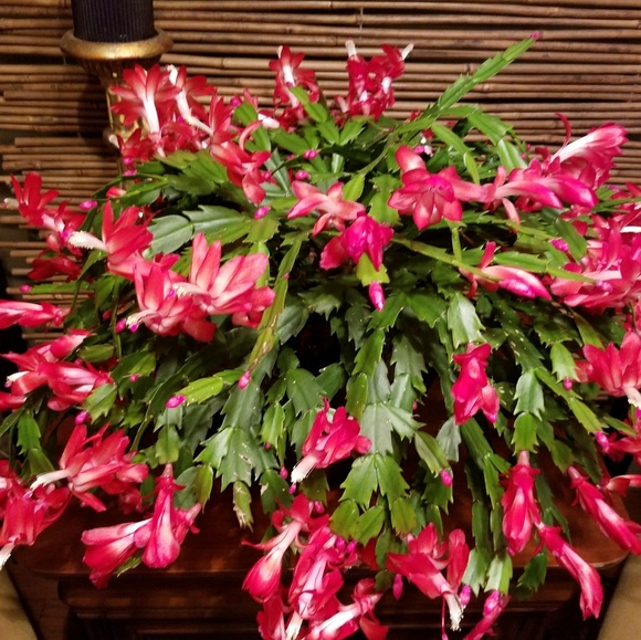 Meet your Posher, Tina - Picture 4 of 4