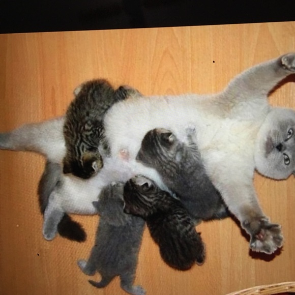 Create a Bundle! 🎀 15% off two or more items!🎉🦄 - Picture 3 of 11