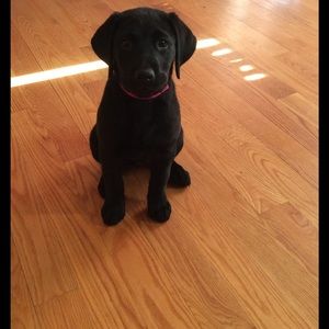 Meet your Posher, Fallon