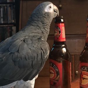 Meet your Posher, Penny
