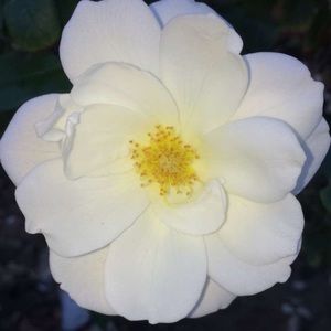 Meet your Posher, Ariana