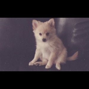 Meet your Posher, Ellen