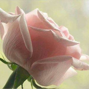 Meet your Posher, Xnoguez