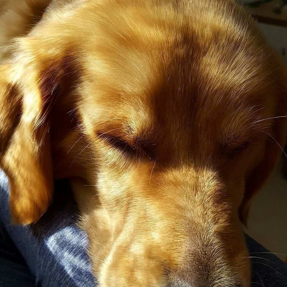 Meet your Posher, Carol