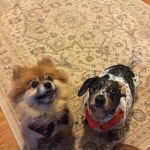 Meet your Posher, Lisa