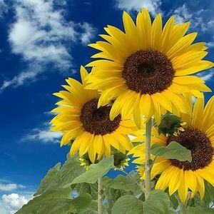 Meet your Posher, Marlene