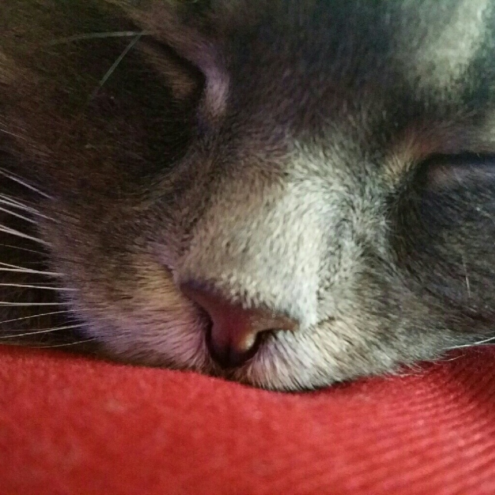 Meet your Posher, Melissa