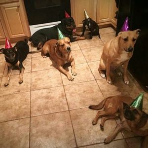 Meet your Posher, Chubbles