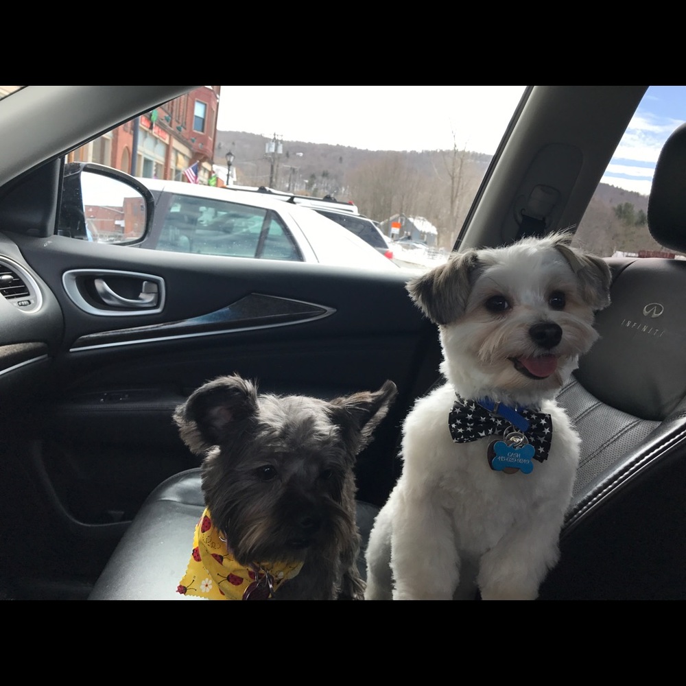 The cutest dogs ever