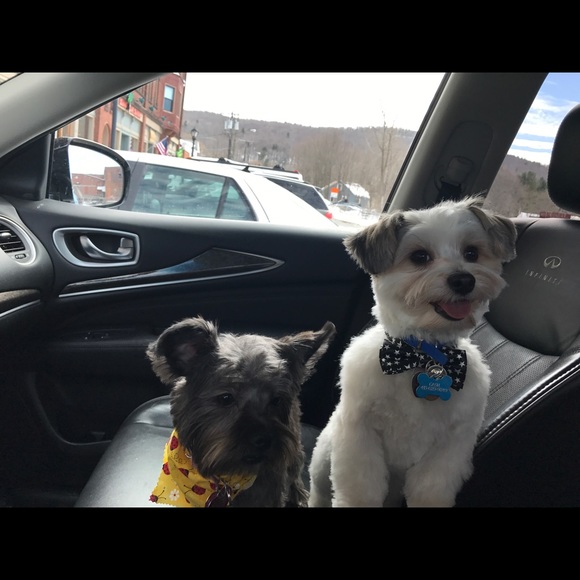The cutest dogs ever - Picture 1 of 1