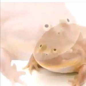 Meet your Posher, Jefferson