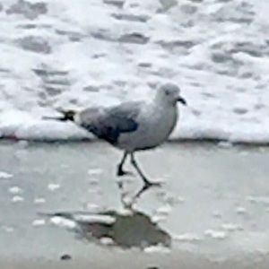 Meet your Posher, Steven