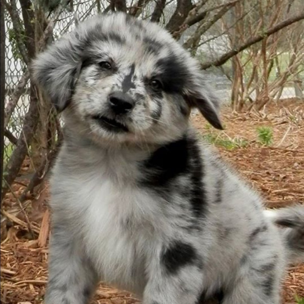 Meet your Posher, Maggy
