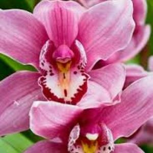 Meet your Posher, Keesha