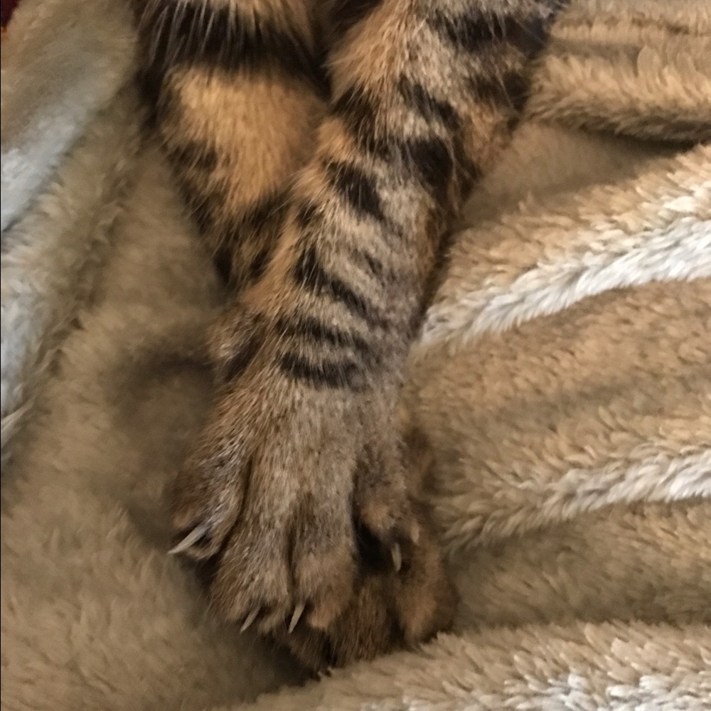 Meet your Posher, Amy