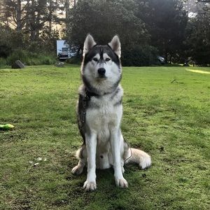 Meet your Posher, Alex