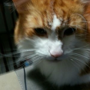 Meet your Posher, Millie