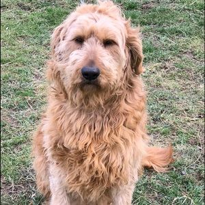 Meet your Posher, Craig