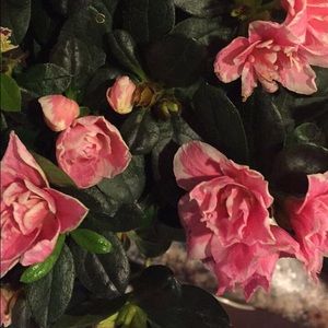 Meet your Posher, Gracie