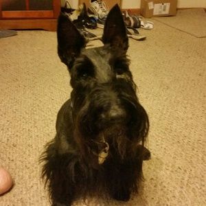 Meet your Posher, Brandi