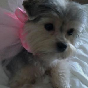 Meet your Posher, Sharon