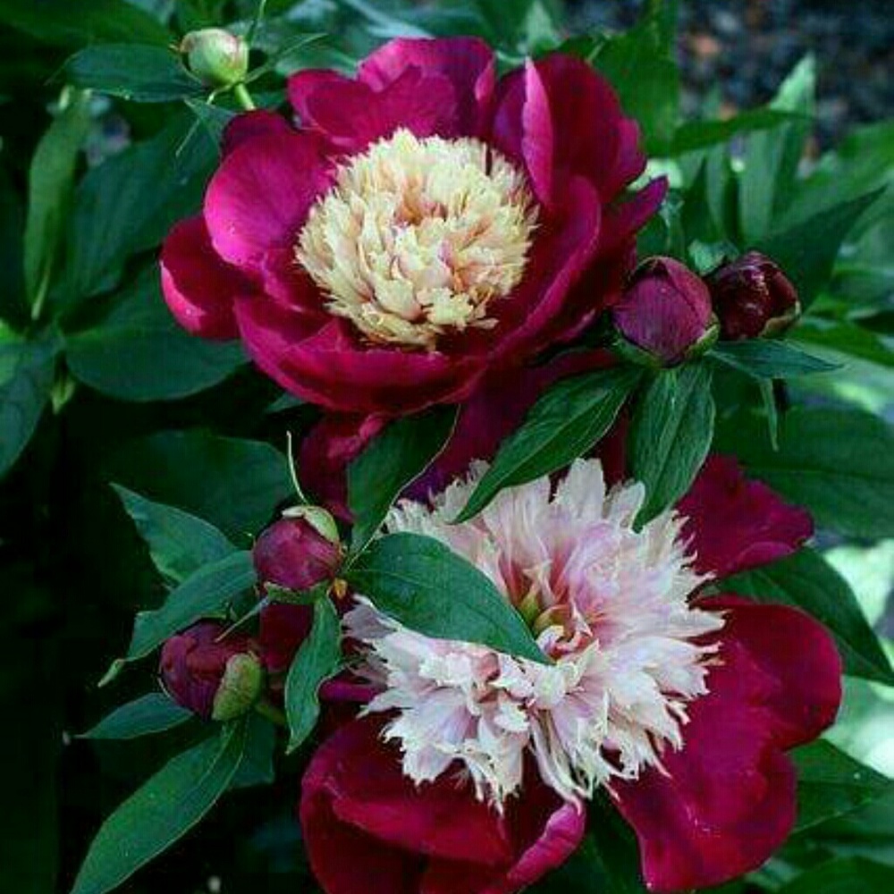 Meet your Posher, Cathy