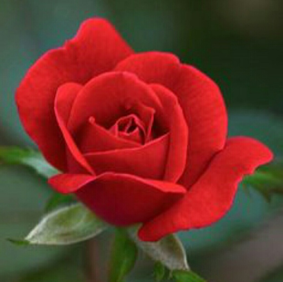 Meet your Posher, Ruby - Picture 1 of 1