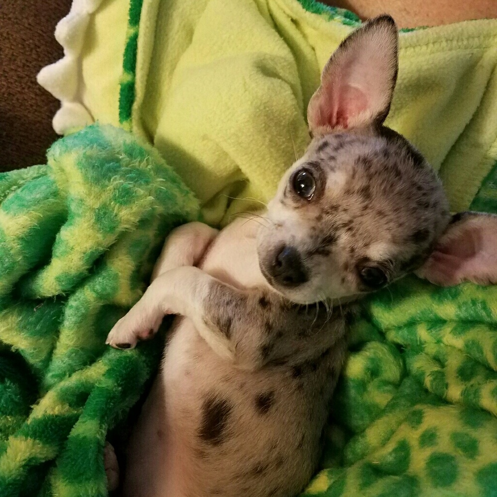 Looking for size xxx-xxsmall dog clothes