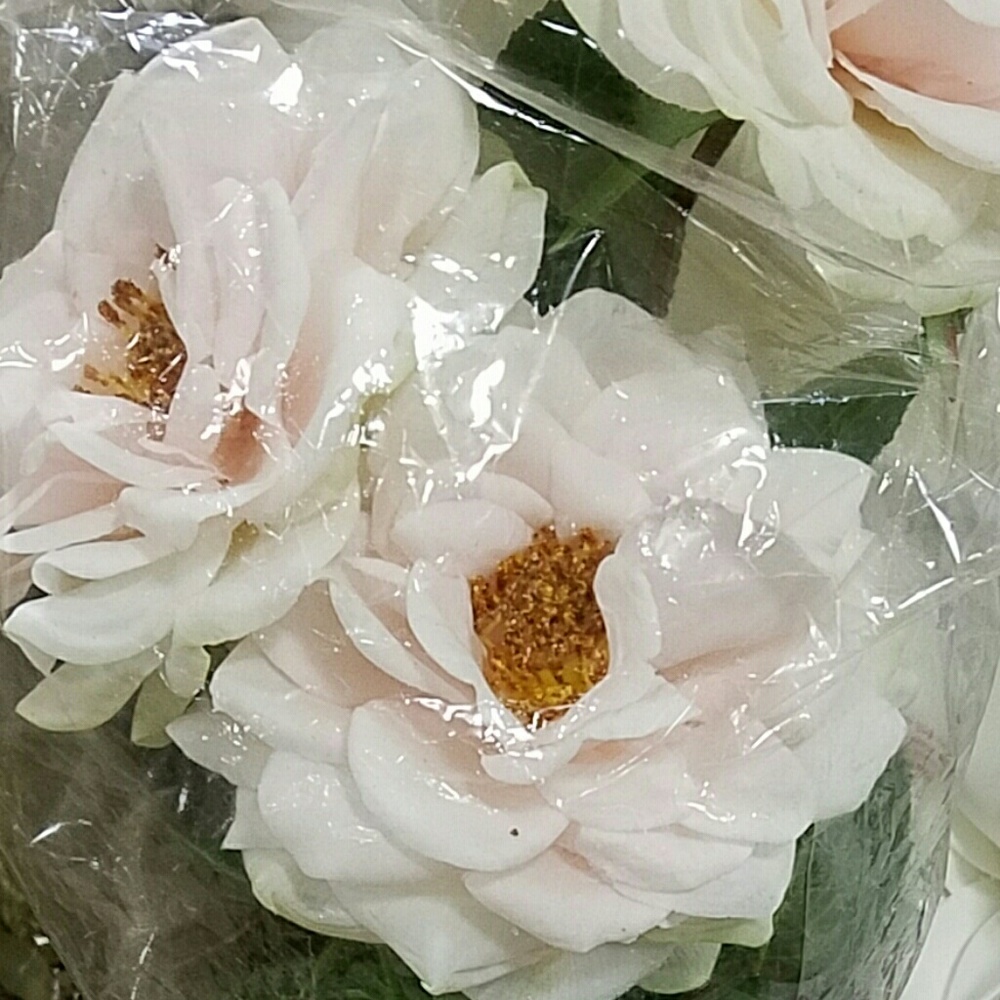 Meet your Posher, Diana