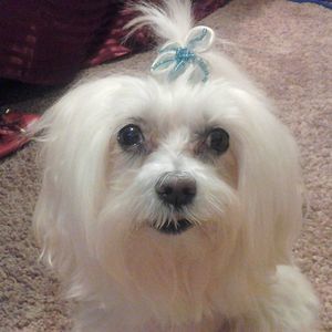 Meet your Posher, Peggy