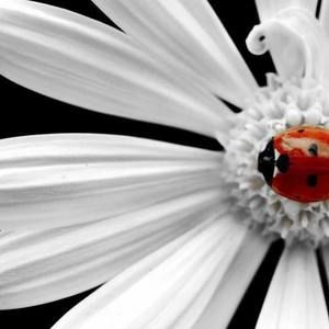 Meet your Posher, Terry