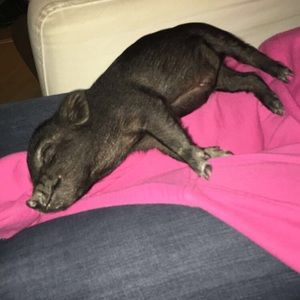 Meet your Posher, Alexis