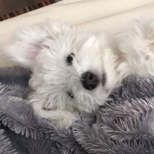 Meet your Posher, Hs