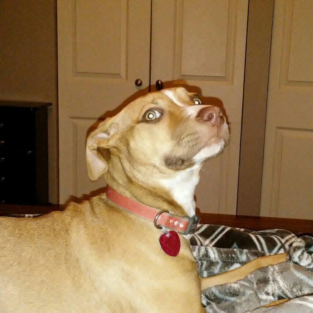 Meet your Posher, Shannan