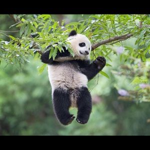 Meet your Posher, Koby