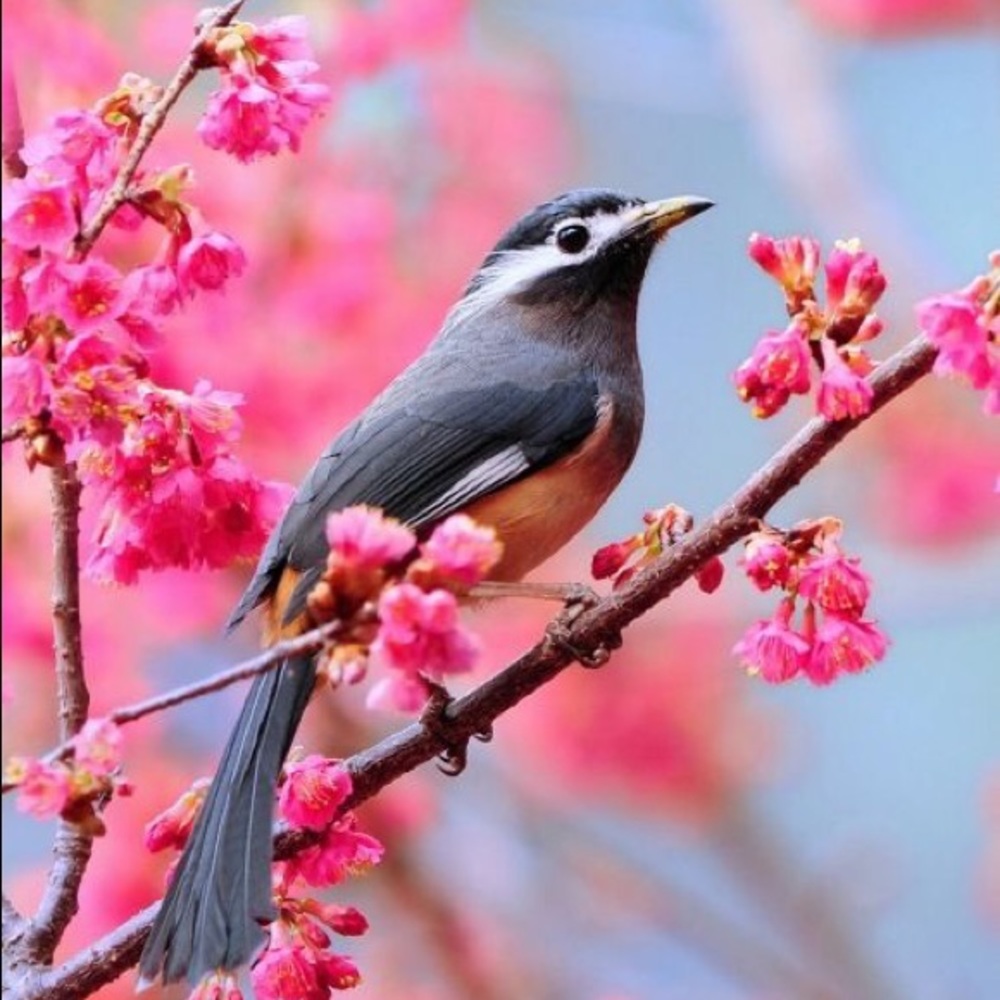 Meet your Posher, Cute