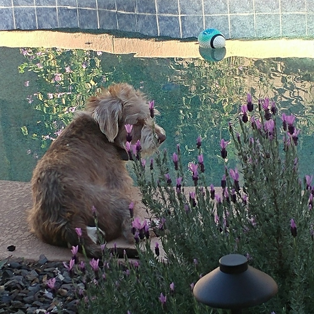 Meet your Posher, Tricia