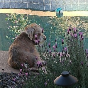 Meet your Posher, Tricia